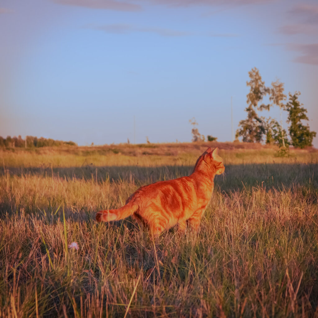 Kater Heinz auf Wiese im Abendrot